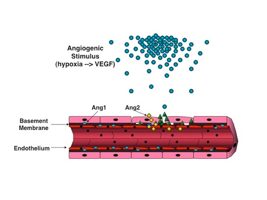 Increased Blood Supply