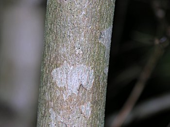 Acer Saccharinum Bark