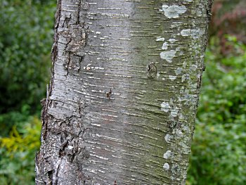 Cherry Birch