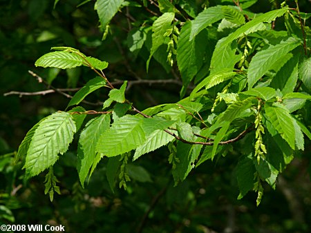 american hornbeam tree