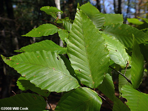 american beech buds