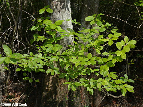 sarvis tree