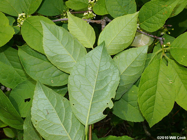 Mountain Holly