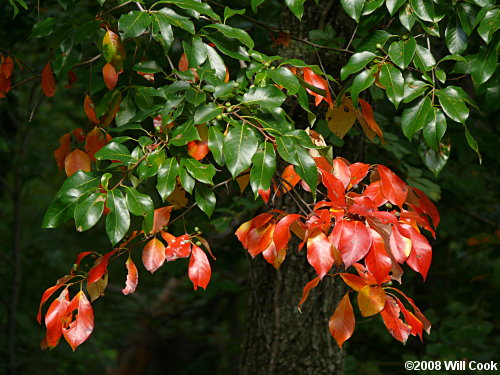 black gum trees