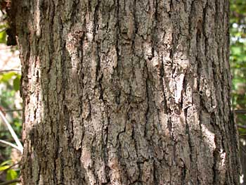 Black Gum Bark