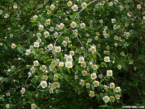 Mock Orange