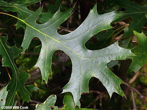 Acorn Tree Leaf
