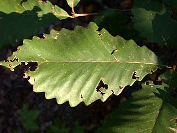 Toothed Leaves