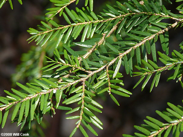 Hemlock Leaves