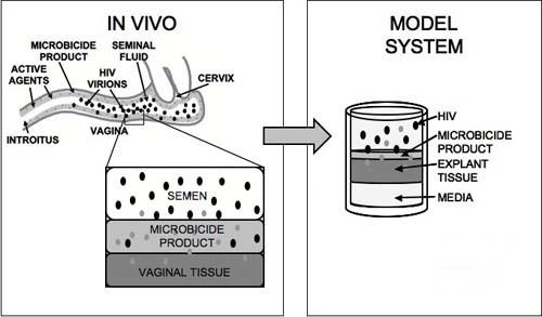 Migration Assay Transwell