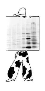 Western Blot