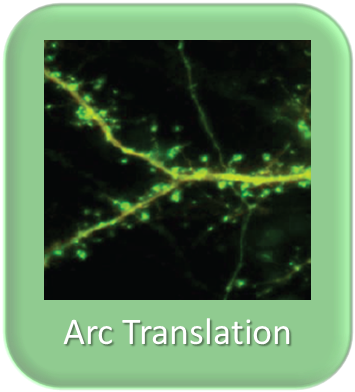 Arc translation regulation