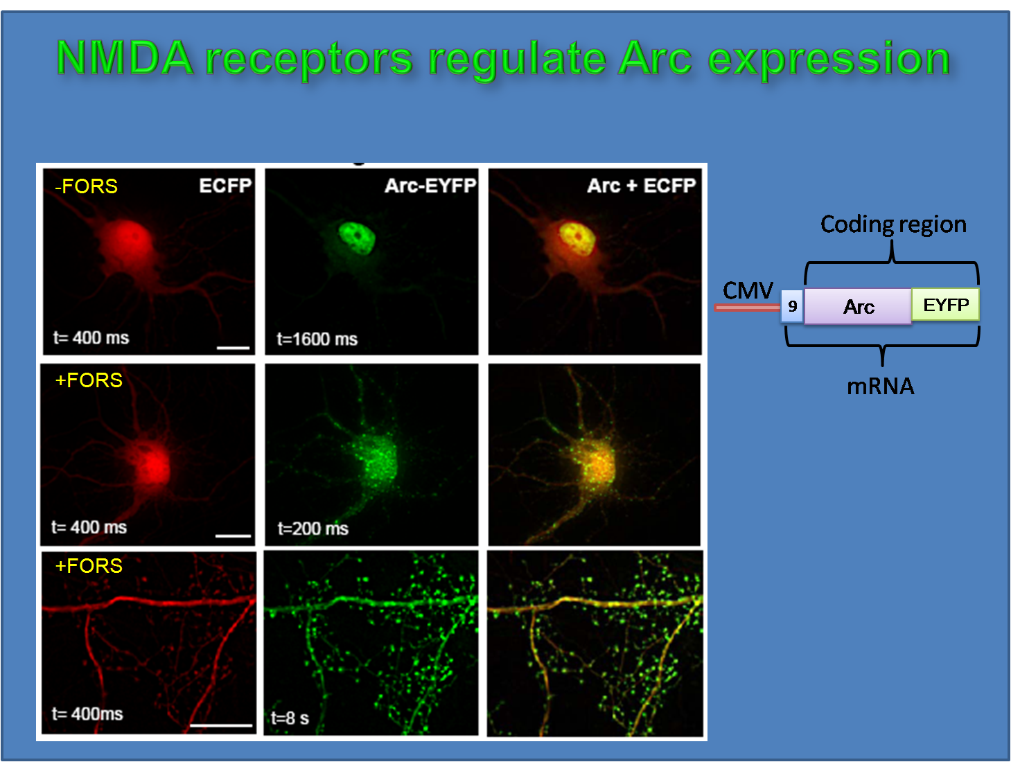 5'- and 3'UTR are not required for regulation of Arc expression