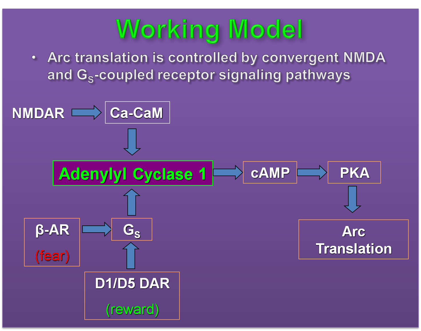 Working model for NMDA receptor regulation of Arc expression: Adenylyl cyclase 1 is conicidence detector