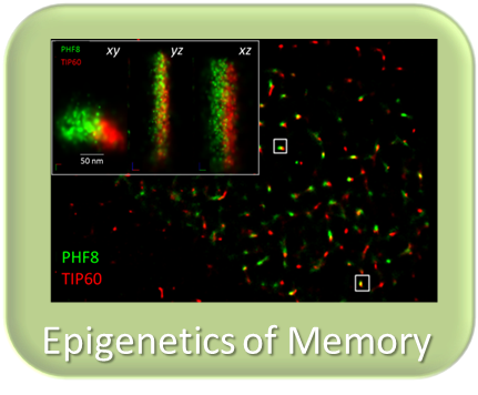 Epigenetics of learning and memory - a role for Arc