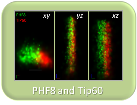 PHF8 and Tip60 form a Neuronal Activity-Dependent Dual Function Chromatin-Modifying Complex Regulates Arc Expression
