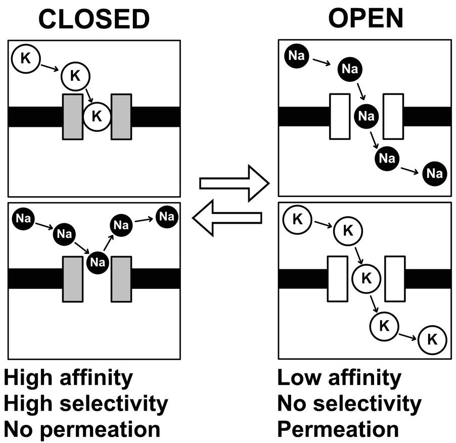 Affinity switching model