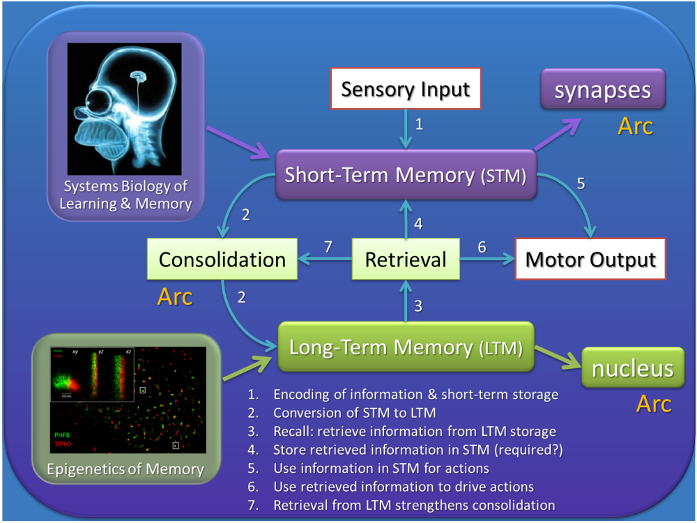 Memory mechanisms