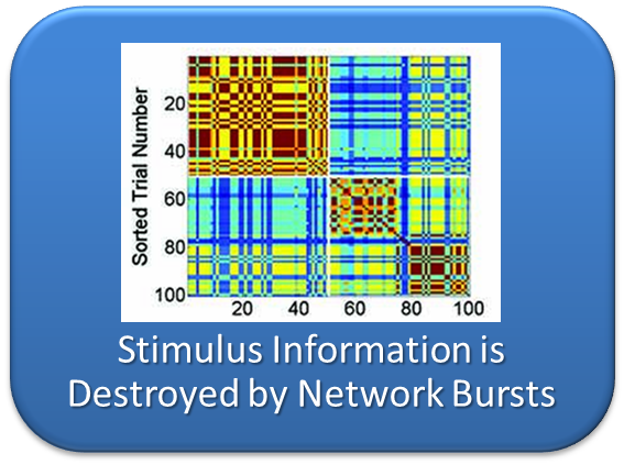 Neuronal Network Bursts Destroy Stimulus Information