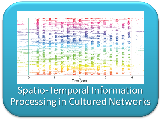 Spatio-temporal information processing in neuronal networks