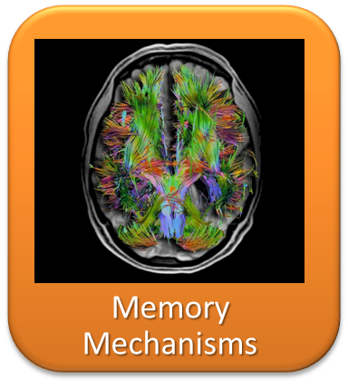 mechanisms underlying learning and memory