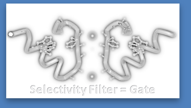 selectivity filter is the gate