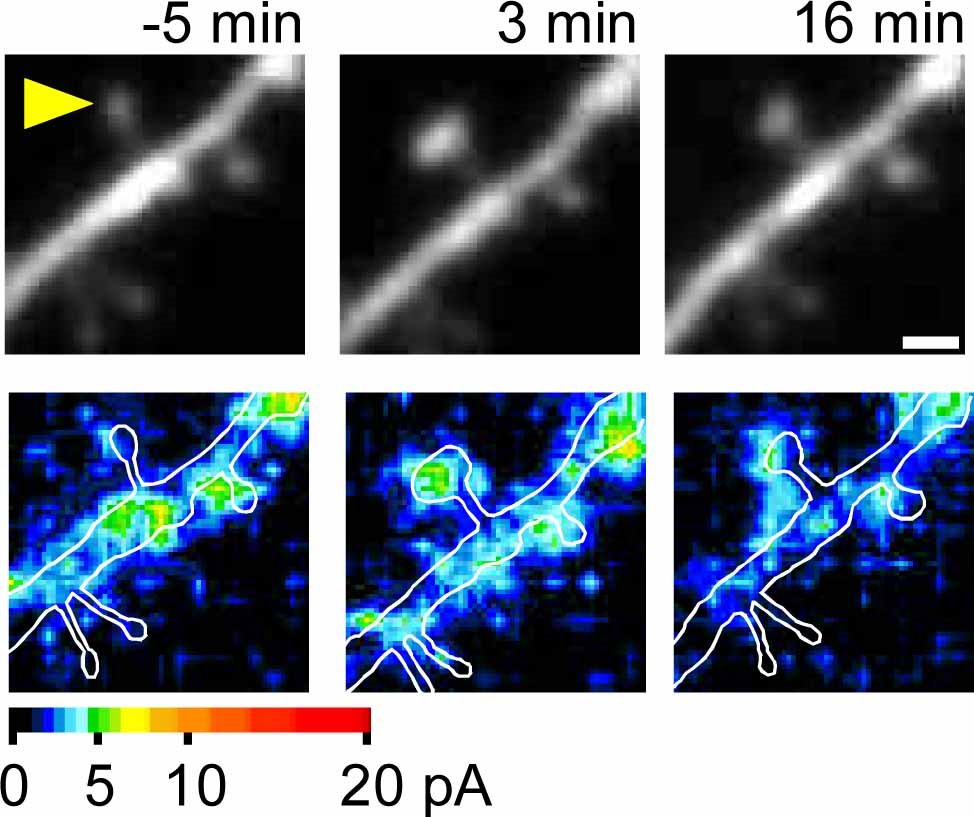 synaptic plasticity