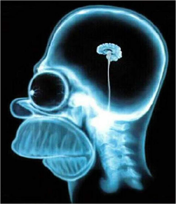 homer brain