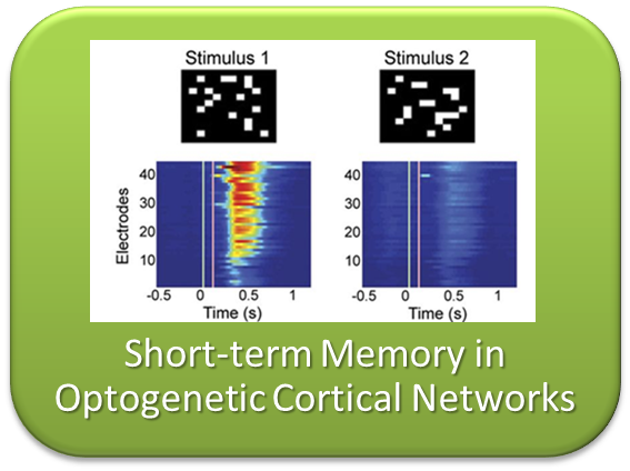 short-term memory processes in nueronal networks