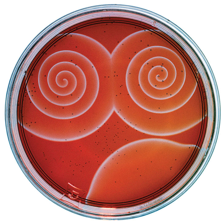 belousov-zhabotinsky reaction