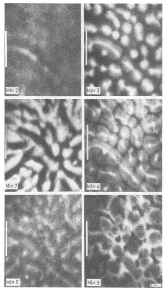 patterns in yeast extract