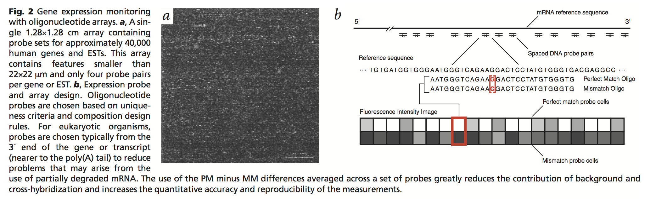 Expression array probes