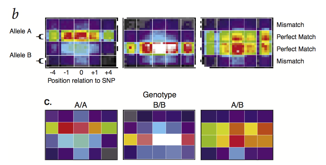 Genotyping arrays