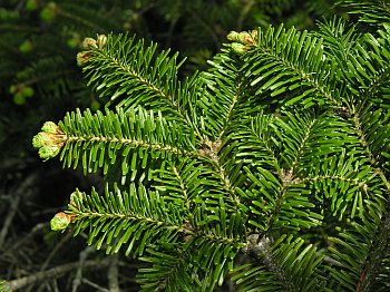 Fraser Fir (Abies fraseri)