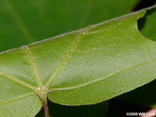 Chalk Maple (Acer leucoderme) leaf