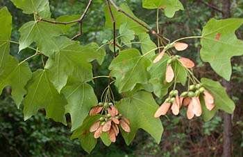 Chalk Maple (Acer leucoderme)