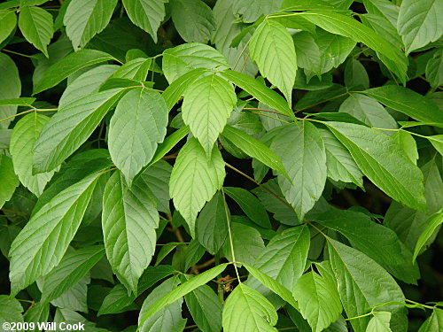 Boxelder (Acer negundo) leaves