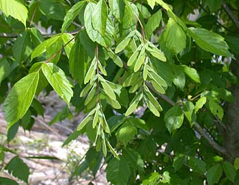 Boxelder (Acer negundo) fruits