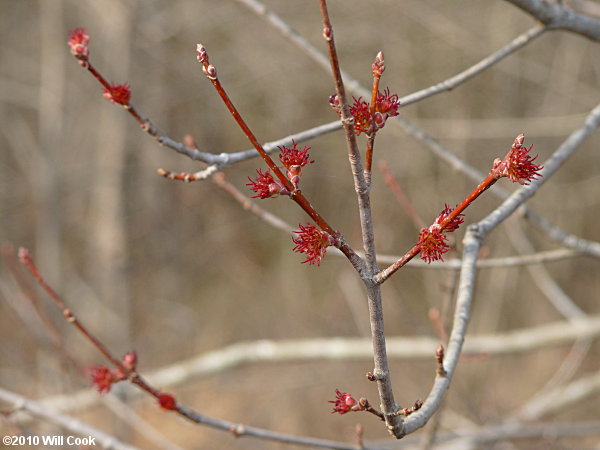 Red Maple (Acer rubrum var. rubrum)