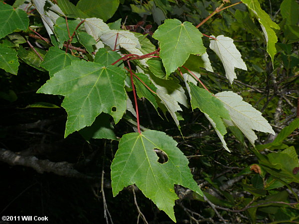 Drummond's Red Maple (Acer rubrum var. drummondii)