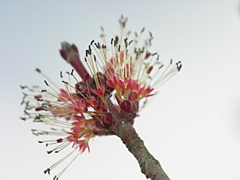 Red Maple (Acer rubrum var. rubrum)