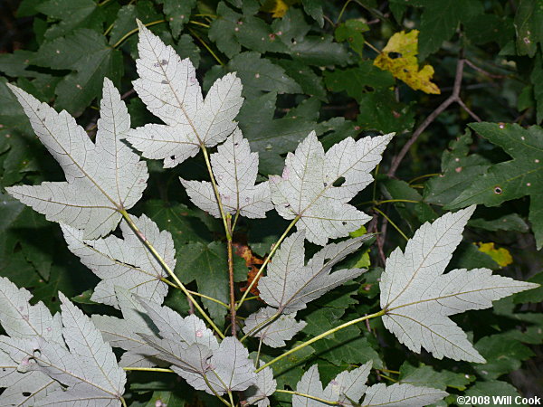 Carolina Red Maple (Acer rubrum var. trilobum)