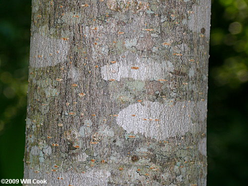 Yellow Buckeye (Aesculus flava) bark