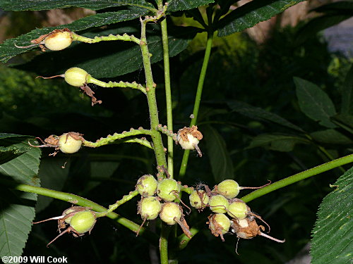Yellow Buckeye (Aesculus flava) leaves