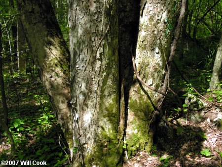 Yellow Buckeye (Aesculus flava) trunk