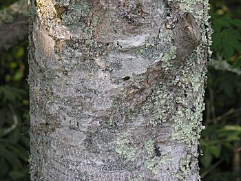 Yellow Buckeye (Aesculus flava) bark