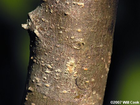 Red Buckeye (Aesculus pavia) bark