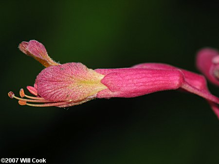 Red Buckeye (Aesculus pavia) flower