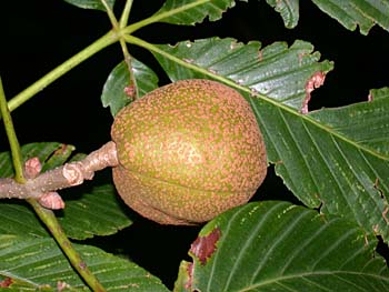 Painted Buckeye (Aesculus sylvatica) nut