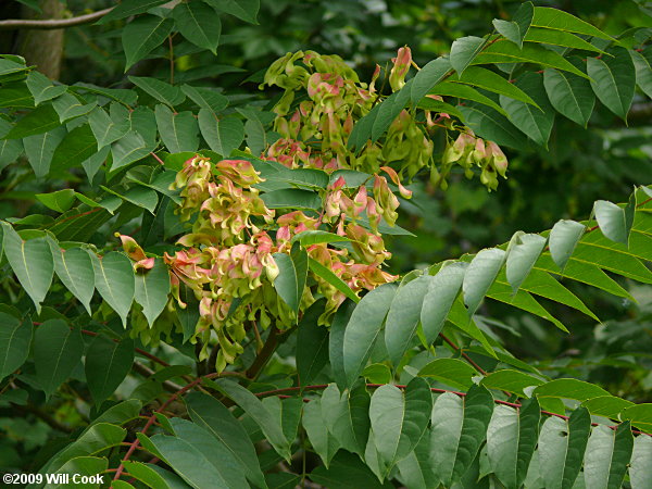 Tree-of-heaven (Ailanthus altissima)